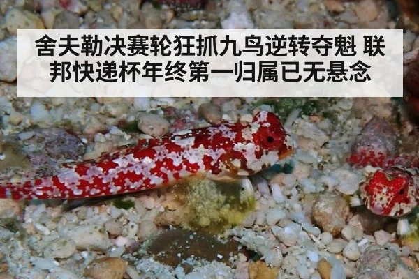 舍夫勒决赛轮狂抓九鸟逆转夺魁 联邦快递杯年终第一归属已无悬念